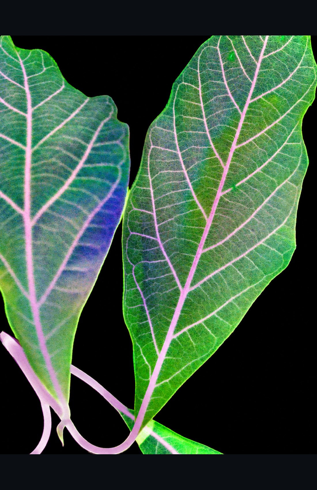 Acquisition en speckle dynamique montrant deux feuilles.