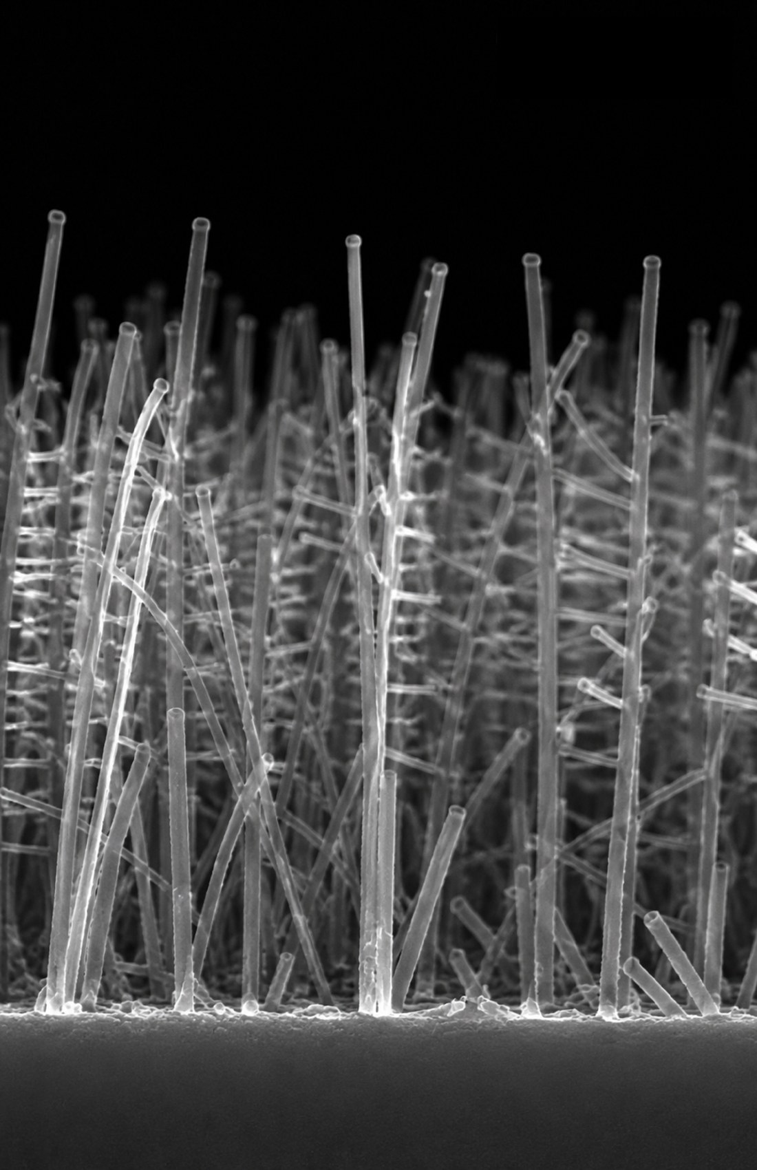 Image d’une forêt de nanotubes recomposée à partir d’images microscopiques.